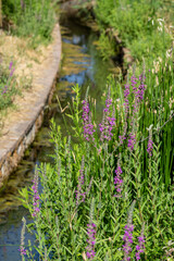 Purple loosestrife or arroyuella flowers (Lythrum salicaria) next to the water a sunny summer morning