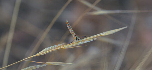 Detail of a delicate butterfly of the genus lycaenidae perched on the dry stem of a plant in summer at dawn