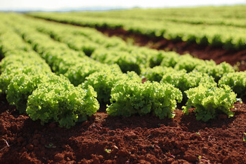 Lettuce plantation in Brazil. high standard agriculture - obrazy, fototapety, plakaty