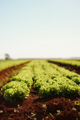 Lettuce plantation in Brazil. high standard agriculture