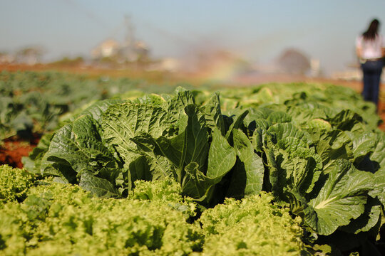 Lettuce plantation in Brazil. high standard agriculture