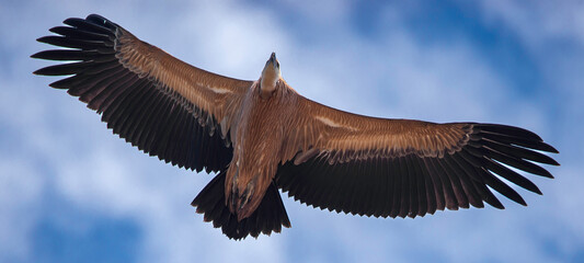 Buitre leonado, Gyps fulvus