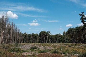 Waldsterben tote Bäume im deutschen Wald