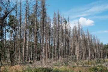 Waldsterben tote Bäume im deutschen Wald