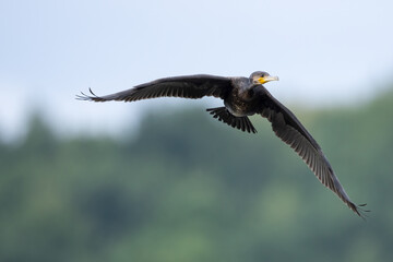 Great cormorant Phalacrocorax carbo spread wings in flight