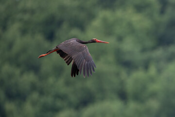 Black stork (Ciconia nigra) spread wings in flight in natural habitat
