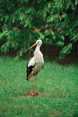 A white stork walks freely on a green lawn, a beautiful bird in its natural habitat.