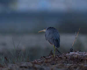 Back view of western reef heron