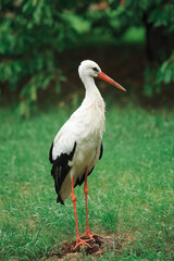 A white stork walks freely on a green lawn, a beautiful bird in its natural habitat.