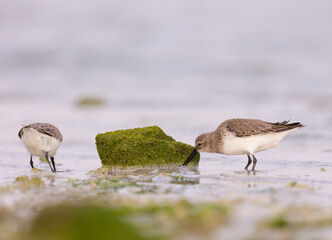 Dunlins searching for food in water