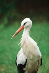 A white stork walks freely on a green lawn, a beautiful bird in its natural habitat.