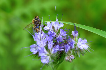 Bee and flower phacelia. Close up of a large striped bee collecting pollen from phacelia on a green background. Summer and spring backgrounds