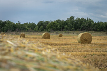 bales of hay in the feald