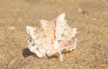 a large white exotic shell lies on the sand