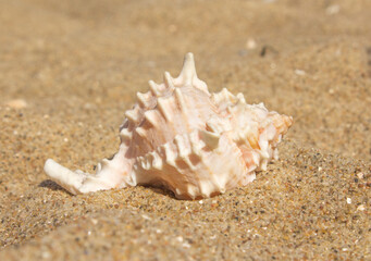 Fototapeta na wymiar a large white exotic shell lies on the sand