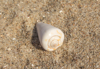 white small exotic seashell lies on the sand on the beach by the sea