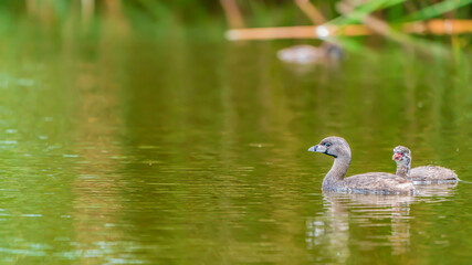 A couple of birds (Pied-billed grebe) on the river