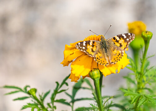 A painted lady on a marigold flower