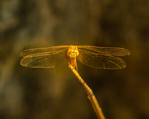 A Dragonfly resting on a branch