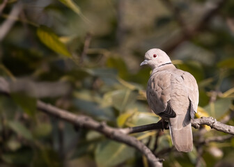 A Collar Dove resting on a tree