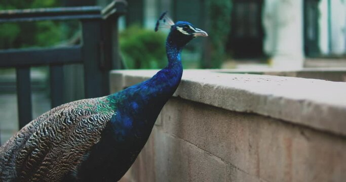 Peacock cleaning his feathers while standing on a stone pillar Close up
