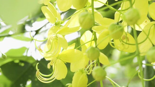 Golden shower hanging in their plant. National flower of Thailand. Ratchaphruek flower. Fresh feeling in a park and nature field.