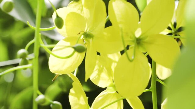 Golden shower hanging in their plant. National flower of Thailand. Ratchaphruek flower. Fresh feeling in a park and nature field. Slow motion.