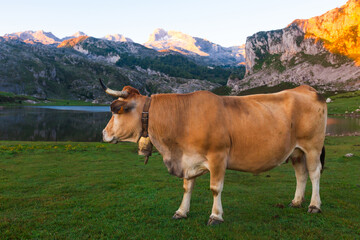 Fototapeta na wymiar Asturian Mountain cattle cow sits on the lawn in a national park among the mountains at sunset