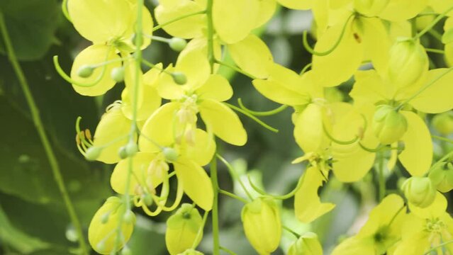 Golden shower hanging in their plant. National flower of Thailand. Ratchaphruek flower. Fresh feeling in a park and nature field.