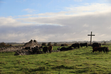 Cows grazing in a field with a cross in the background. 