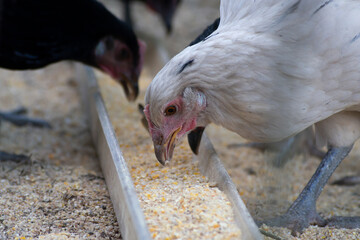 Chickens eating feed on a farm.