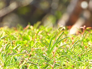 Fauna of a Buddhist Temple located in Brazil