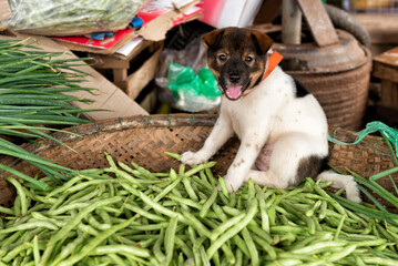 Puppy sitting on basket of green beans (the dog was a pet, it was not for sale)