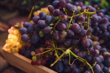 Close-up of ripe, juicy organic purple grapes in a wooden crate. Cultivation of organic grapes in vineyard for sales in farmers markets and wine production