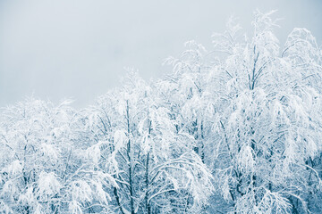 Snow-covered trees in winter forest in foggy day.