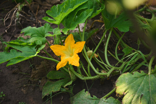 Yellow flower of flowering zucchini in an agricultural field. Zucchini plant. Zucchini flower. Green vegetable marrow growing on bush. Agriculture. Gardening. Agribusiness. Eco farming