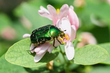 Beetle cetonia aurata sitting on flowers hawthorn close up. Nature background...