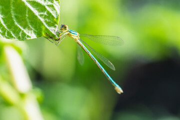 Closeup of damselfly Lestes sponsa.