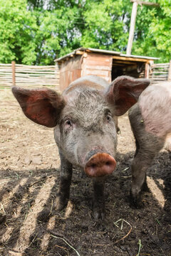 Pig farming raising and breeding of domestic pigs..