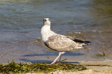 a proud self-confident seagull is walking upside down on the beach by the sea