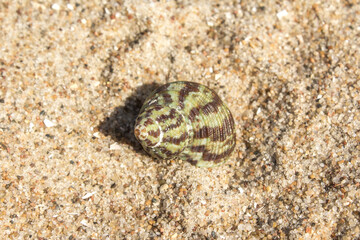 the green-brown snail shell lies on the beach by the sea