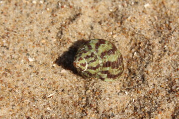 the green-brown snail shell lies on the beach by the sea