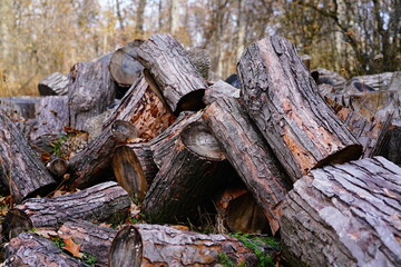 Patch of chopped tree wood logs found in a forest