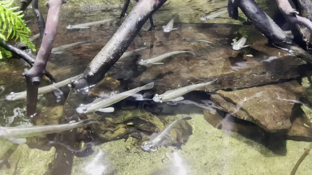Group of Four-eyed Fish Swimming in a Creek
