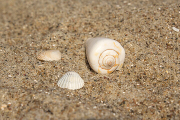 white seashells lie on the sand on the beach by the sea