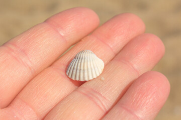 there is a small white seashell in the palm of hand
