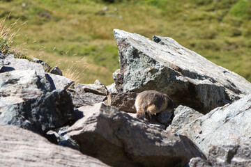 Marmotte