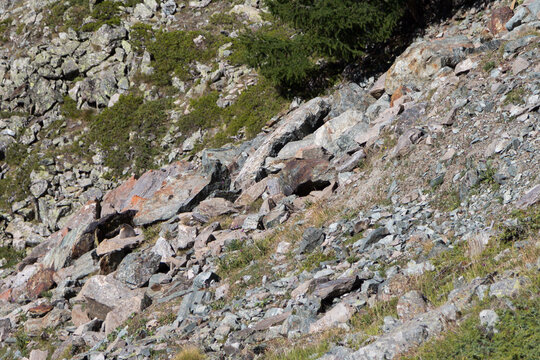 Marmotte et marmotton