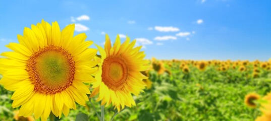 Sunflower on blurred sunny nature background. Agriculture summer with sunflowers field. Organic food production. Harvest of farm product.