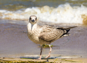 gray seagull walks on the beach by the sea